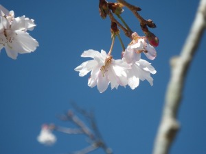 寒桜