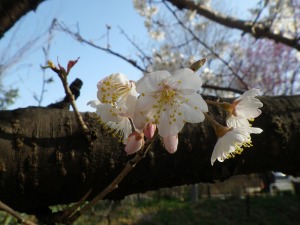 セイヨウミザクラ